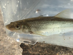 Hybognathus nuchalis