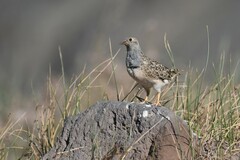 Thinocorus orbignyianus