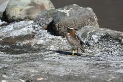 Phegornis mitchellii