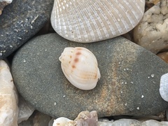 Nassarius jonasii