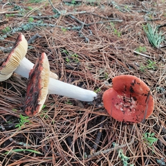Russula cremoricolor