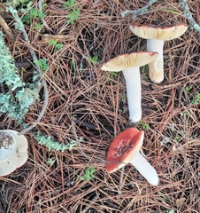 Russula cremoricolor