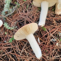 Russula cremoricolor