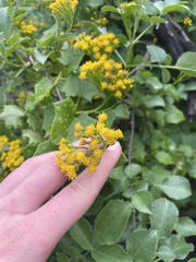 Delairea odorata