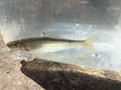 Hybognathus nuchalis