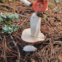 Russula cremoricolor