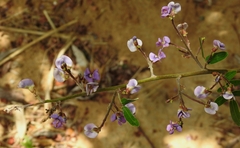 Machaerium lunatum