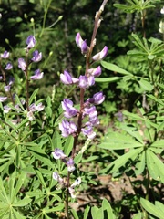 Lupinus arbustus