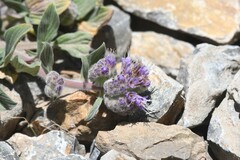 Phacelia secunda