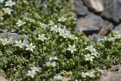 Arenaria serpens