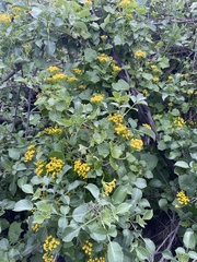 Delairea odorata