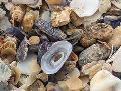 Amblychilepas nigrita