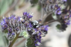Alloscirtetica