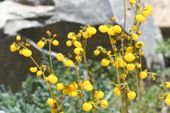 Calceolaria filicaulis luxurians