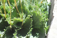 Calceolaria filicaulis luxurians