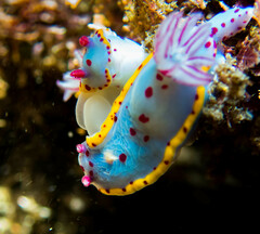 Hypselodoris bennetti