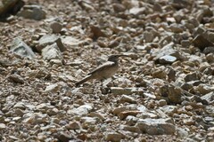 Upucerthia dumetaria