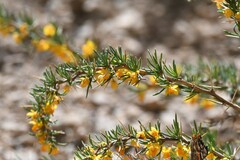 Berberis empetrifolia