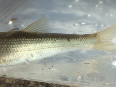Hybognathus nuchalis