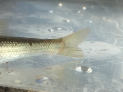 Hybognathus nuchalis