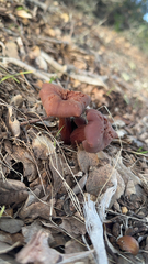 Laccaria amethysteo-occidentalis