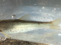 Hybognathus nuchalis