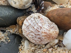 Bostrycapulus pritzkeri