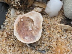 Bostrycapulus pritzkeri