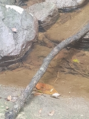 Euastacus australasiensis