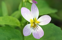 Viola canadensis
