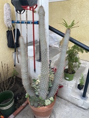 Pachypodium lamerei