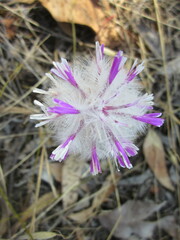 Ptilotus manglesii