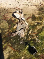 Micropterus floridanus