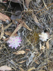 Ptilotus manglesii