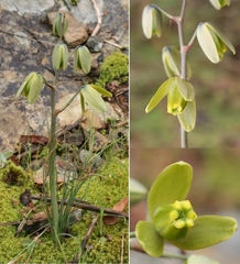 Albuca acuminata