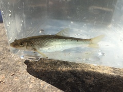 Hybognathus nuchalis