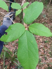 Gmelina leichhardtii