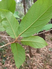 Gmelina leichhardtii