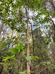 Gmelina leichhardtii