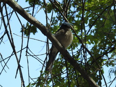 Aphelocoma wollweberi