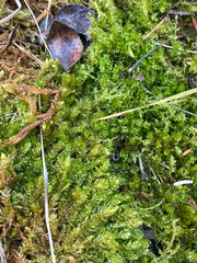 Eurhynchiastrum pulchellum