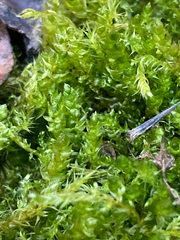 Eurhynchiastrum pulchellum