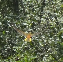 Psarocolius angustifrons