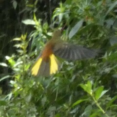 Psarocolius angustifrons