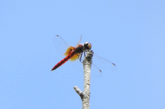 Aethriamanta nymphaeae