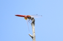 Aethriamanta nymphaeae