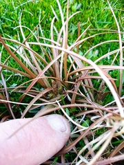 Carex petriei