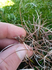Carex petriei
