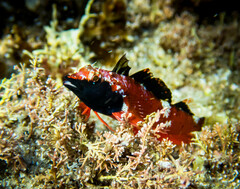 Enneapterygius atrogulare