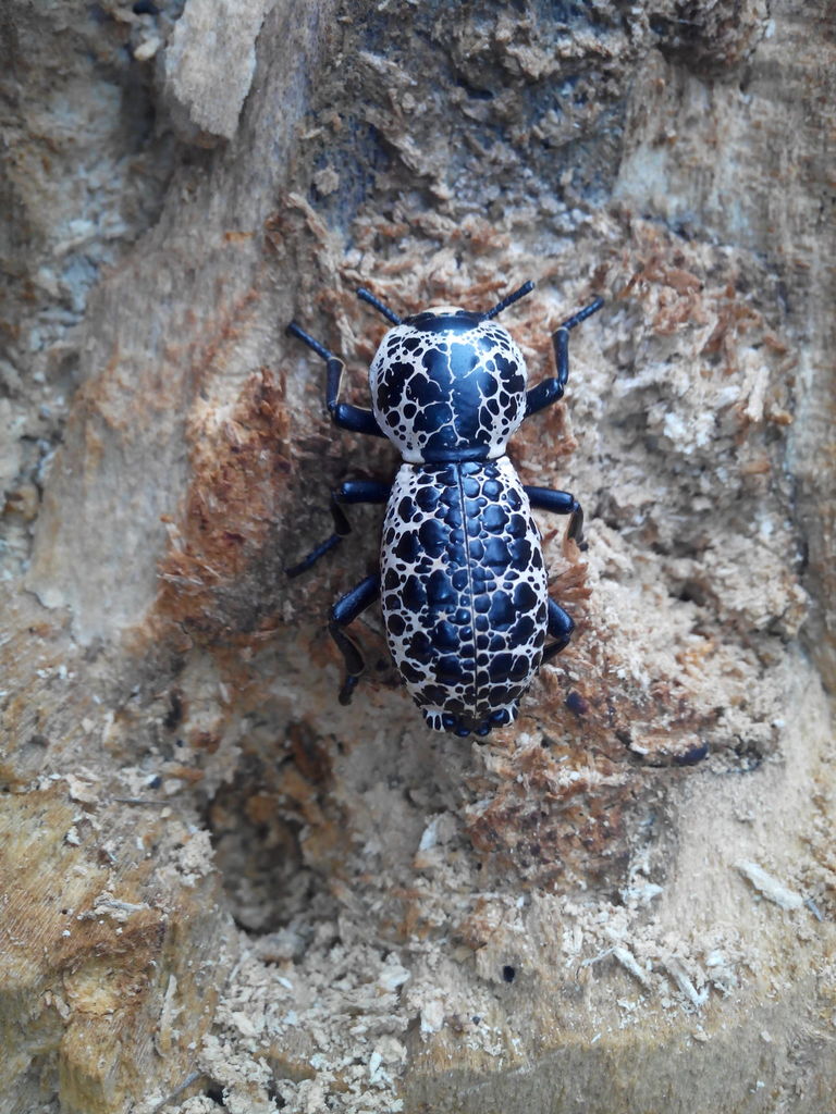 Zopherus nervosus